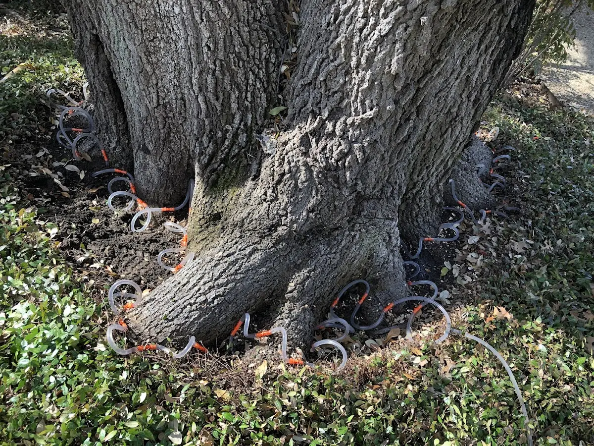 Detailed Tree Cabling and Bracing job site in Sulligent