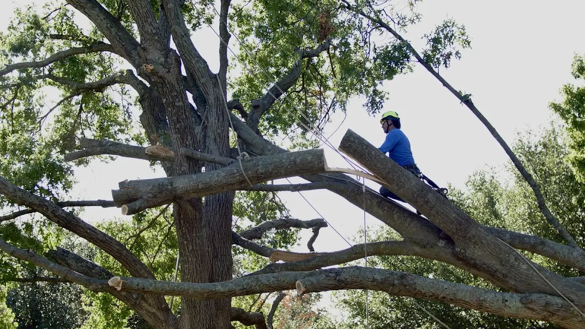 Professional Hazardous Tree Removal performed by certified arborists in Sulligent